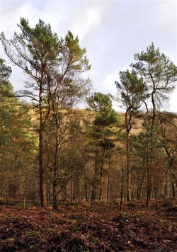 hebden trees (Large) hebden trees (Large)