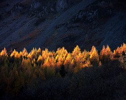 larch Larch