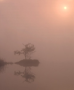 risingsun Rising Sun