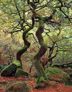 15_Dancing_trees copy copy 15_Dancing_trees copy copy