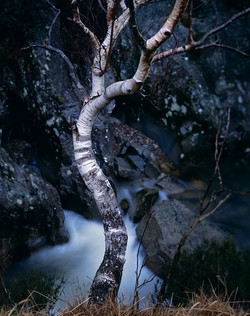 Birch, Glen Nevis cbc Birch, Glen Nevis cbc