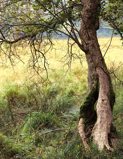 Astia Tree Astia Tree