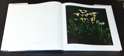 christopher-burkett-resplendent (7 of 14)