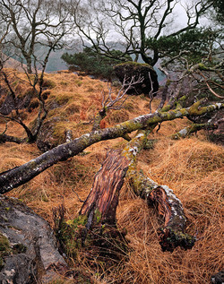 fallen trees Glen Nevis cbc fallen trees Glen Nevis cbc