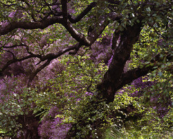Heather and Tree Heather and Tree