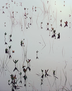 Reeds Reeds