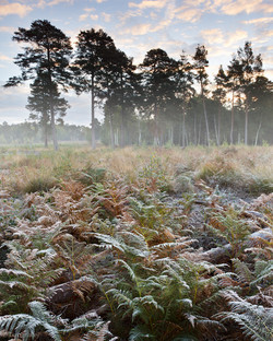 surrey_ockham-common_first_frost_10-2010 surrey_ockham-common_first_frost_10-2010