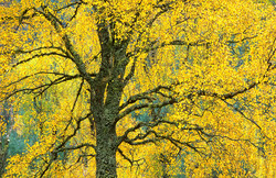 Birch Tree in Autumn Birch Tree in Autumn