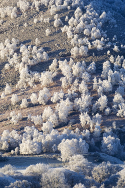 Birch Trees in Heavy Frost Birch Trees in Heavy Frost