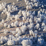 Birch Trees in Heavy Frost Birch Trees in Heavy Frost