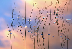 Reeds at Dusk Reeds at Dusk