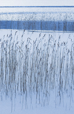 Winter Reeds Winter Reeds