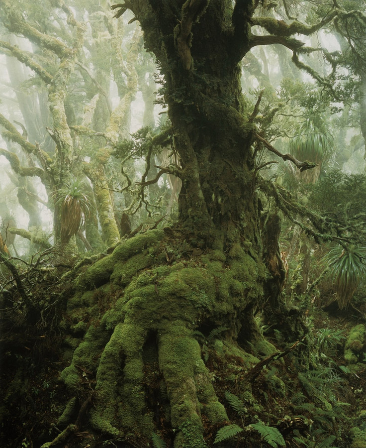 Myrtle Tree