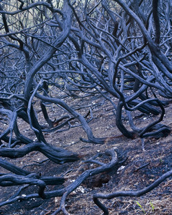 BurntBranches BurntBranches