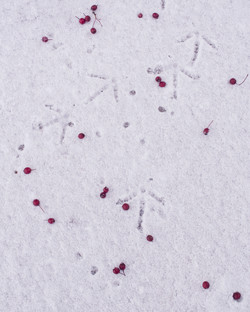 Footprints&Berries Footprints&Berries