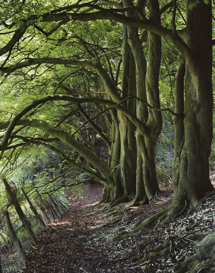 DeepDaleBeeches