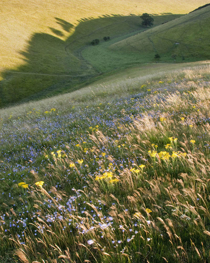 FrendalDaleFlowers
