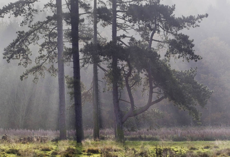 LondesboroughPines