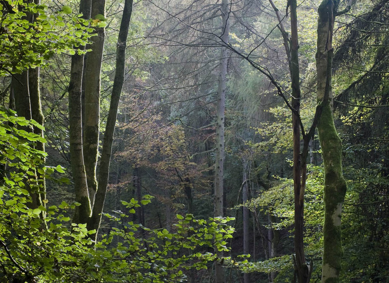 MillingtonWoods