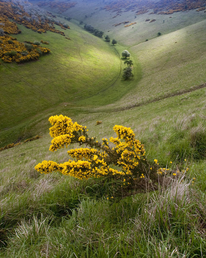 SylvanDaleGorse