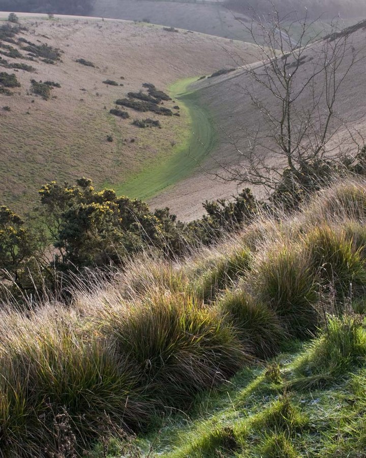 WellDale