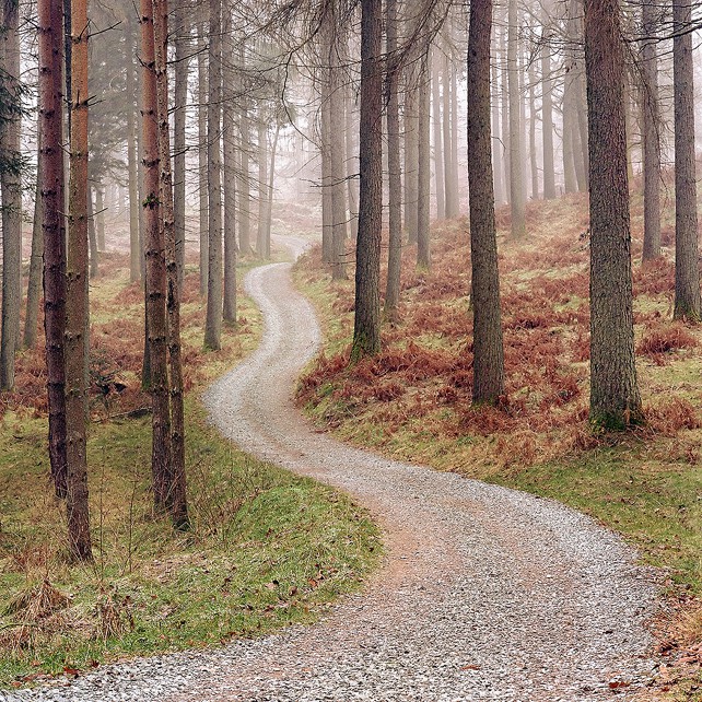 Woods Path