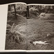 Wynn Bullock, Enchanted Landscape Book