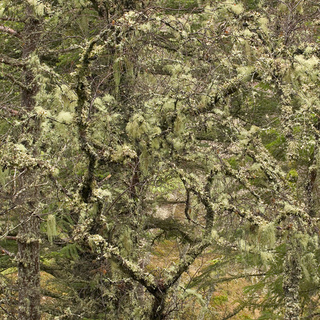 Ted Leeming - The-Lichen-Tree
