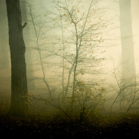 David Baker Woods Horsell Common