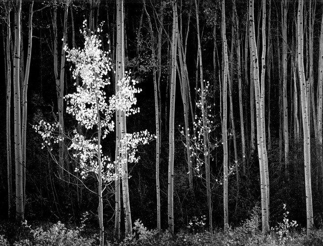 Ansel Adams, “Aspens, Northern New Mexico, 1958” Just obviously great in every way.