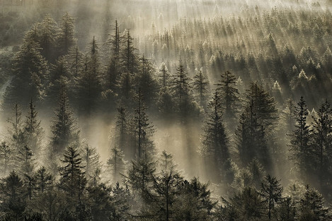 Alex Nail, forest sunrays