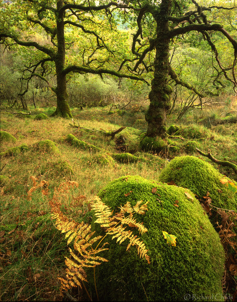 Autumn Oaks Ariundle