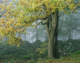 Dav Thomas ~ misted oak