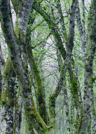 Twisted Birches