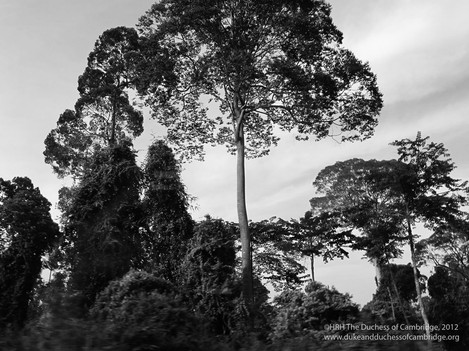 Photo of tall tree above canopy_0