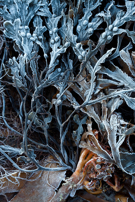 SGIBBONSFROSTYSEAWEED