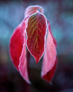 red leaves frost copy