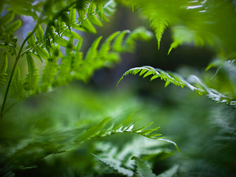 Ferns