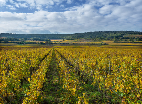 Meursault Charmes