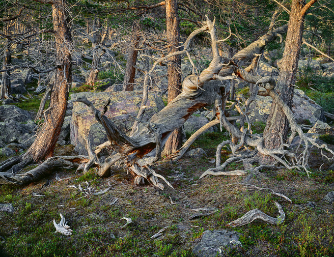 Pine Forest St Sjöfallet NP Sweden