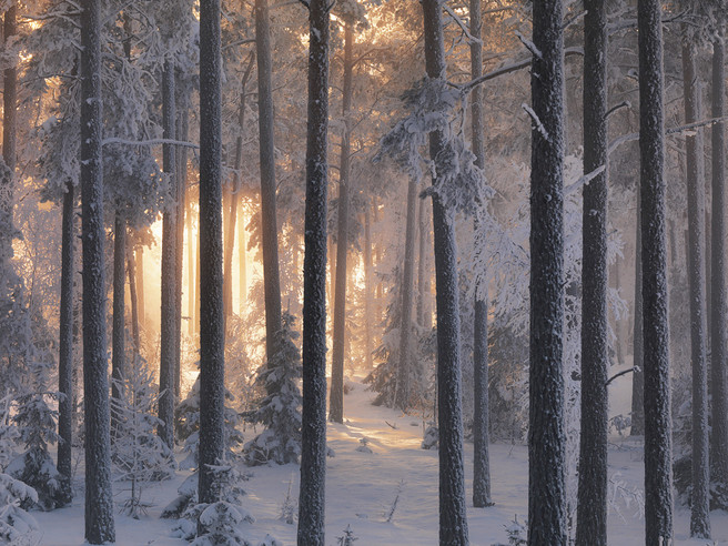 Winter Forest 3