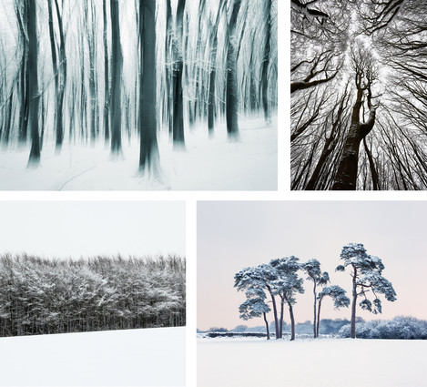 Beech Trees in Snow. Prior's Wood. Somerset. UK