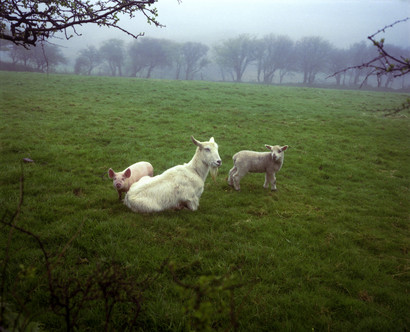 The Pig, the Lamb and the Goat from the series ‘The Red River’ You can read more about this intriguing image and Southam’s thoughts on it on the Guardian’s website