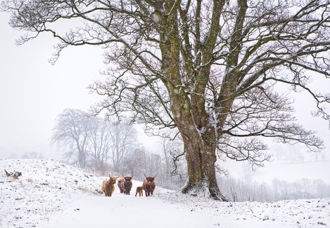 3288_snowy_marske_cattle-Edit-Edit