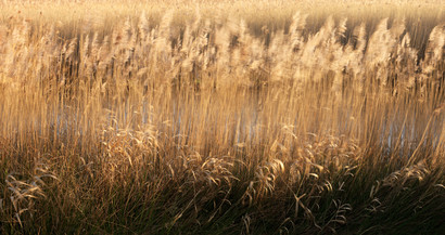 Hickling, Norfolk Broads