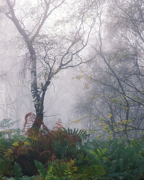 Dav Thomas - Bolehill Ferns