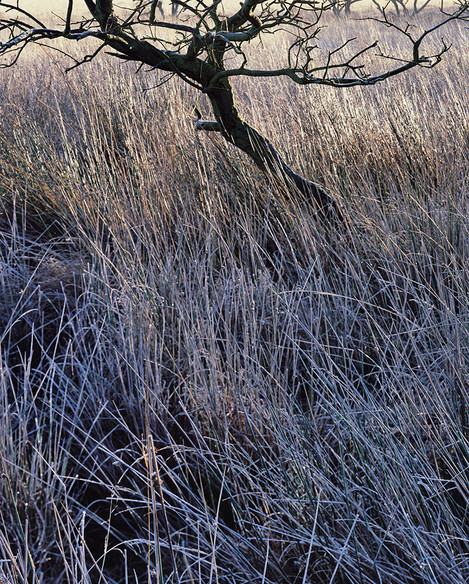 Dav Thomas Leash Fen Dawn