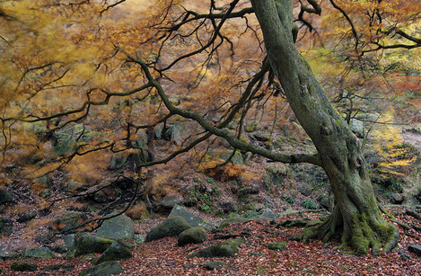 Dav Thomas -  Windy Beech