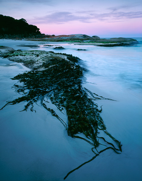 David Ward - Bull Kelp, Tasmania