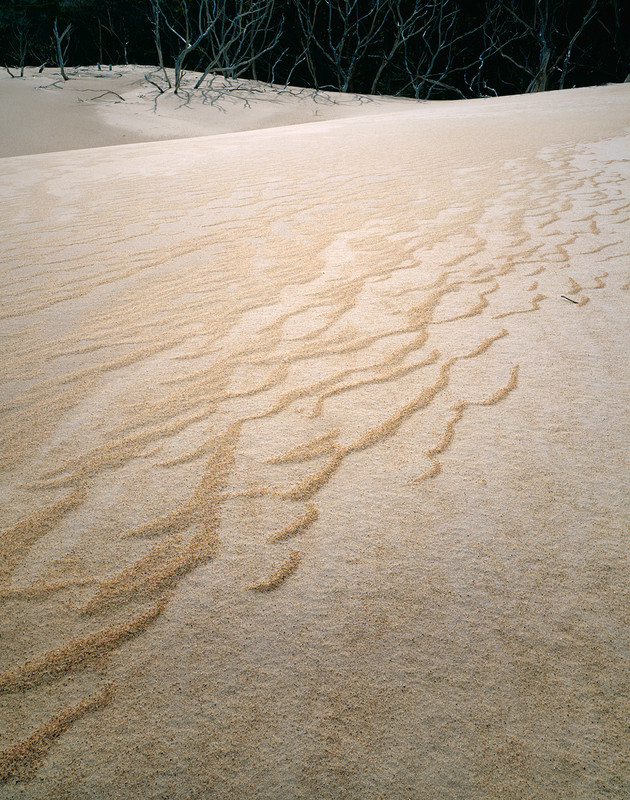 David Ward - Henty Dunes